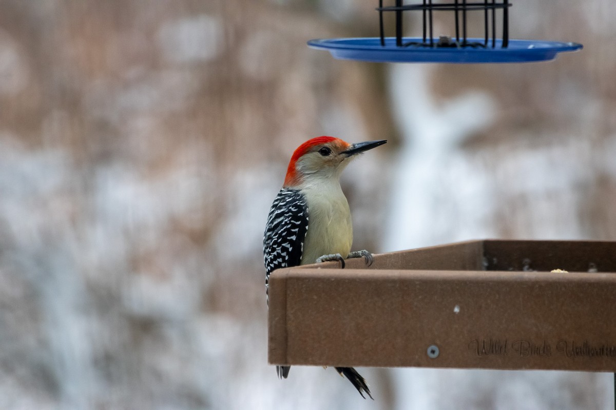 Red-bellied Woodpecker - ML647264422
