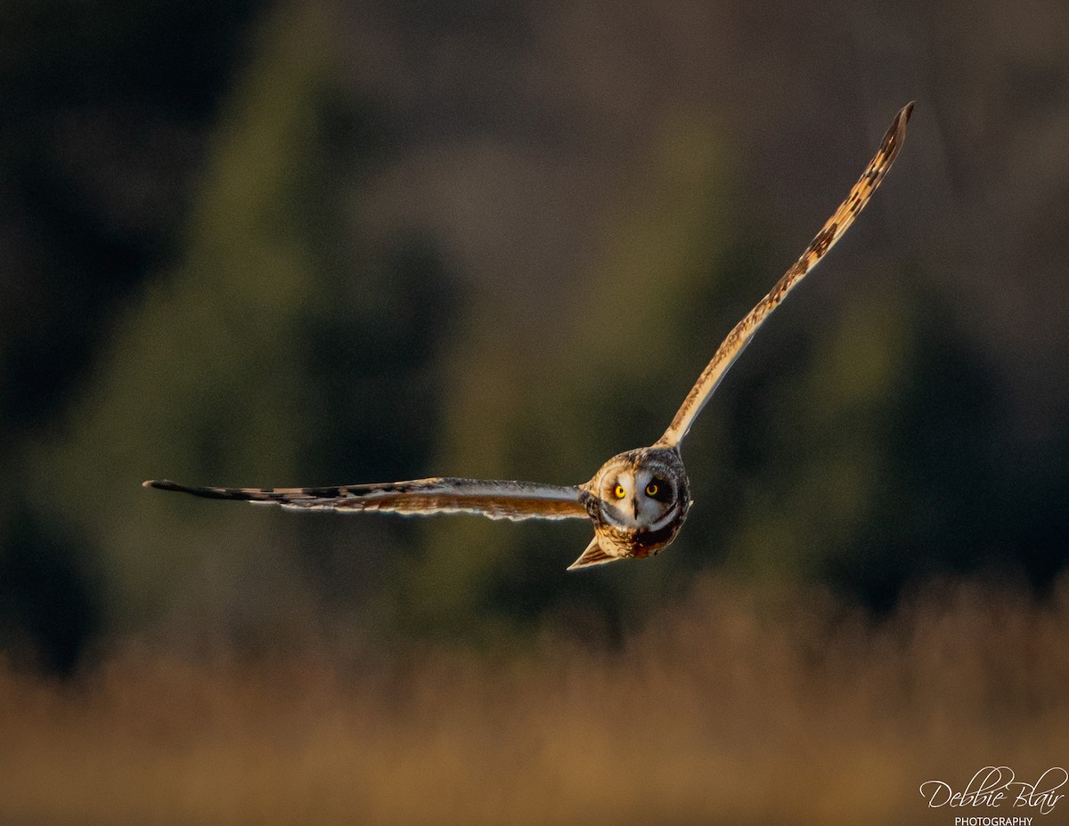 Zingira-hontza - ML647264425