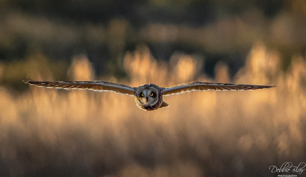 Zingira-hontza - ML647264426