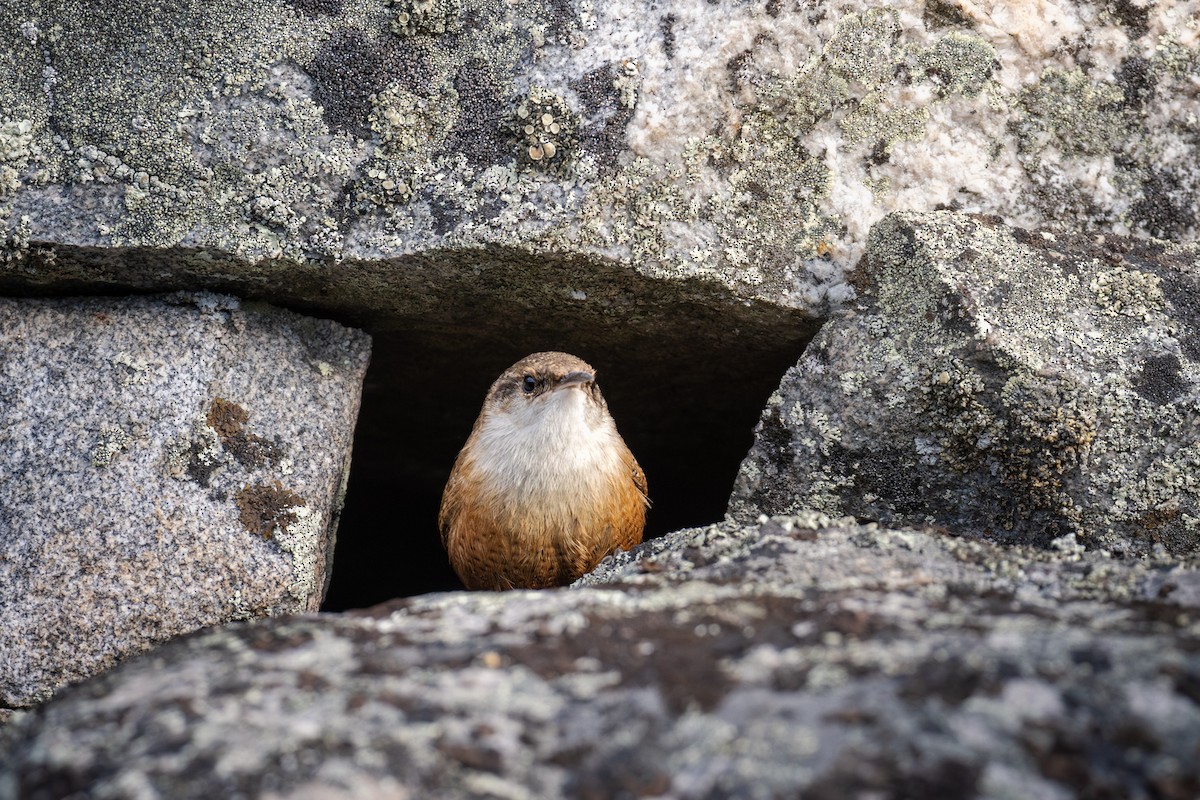 Canyon Wren - ML647264429