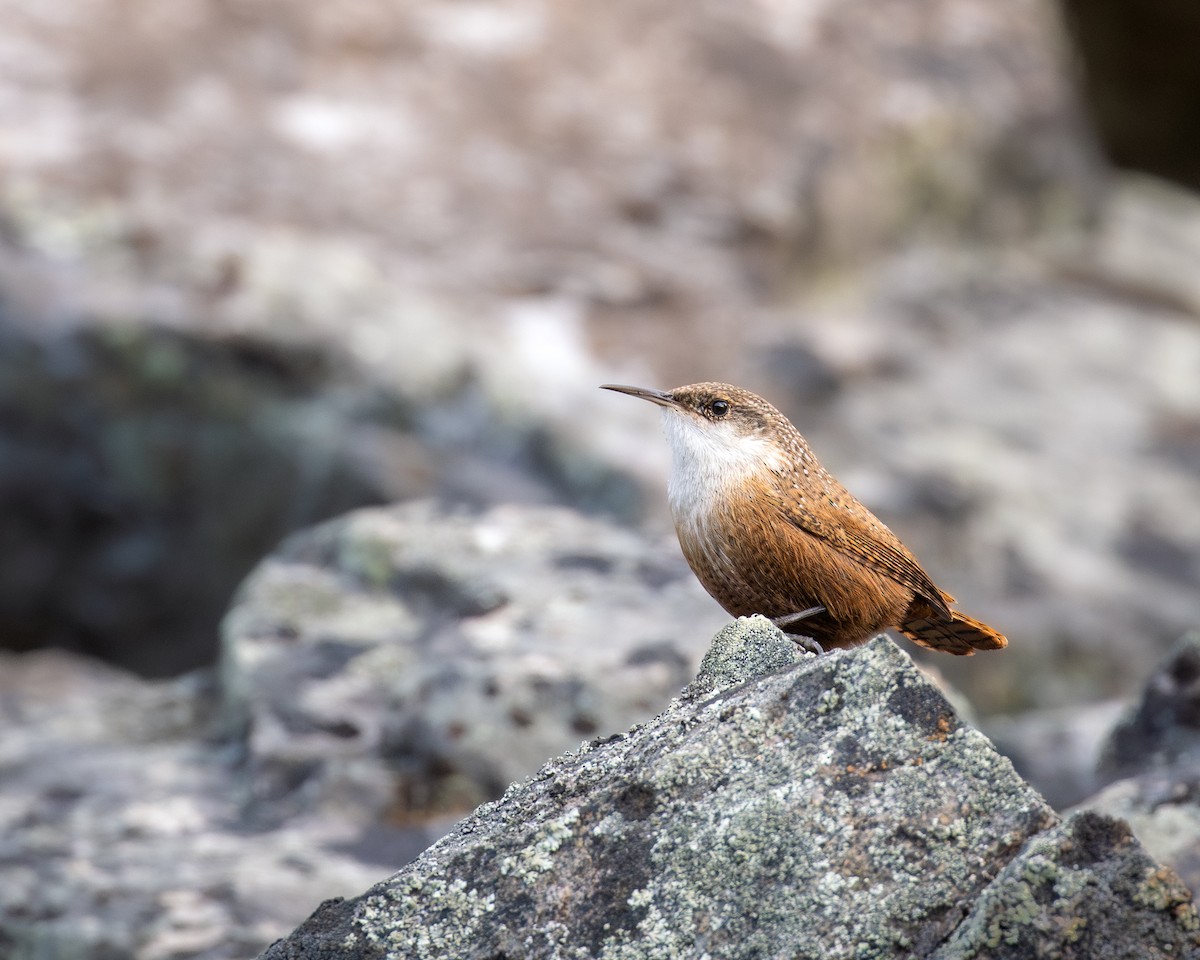 Canyon Wren - ML647264430