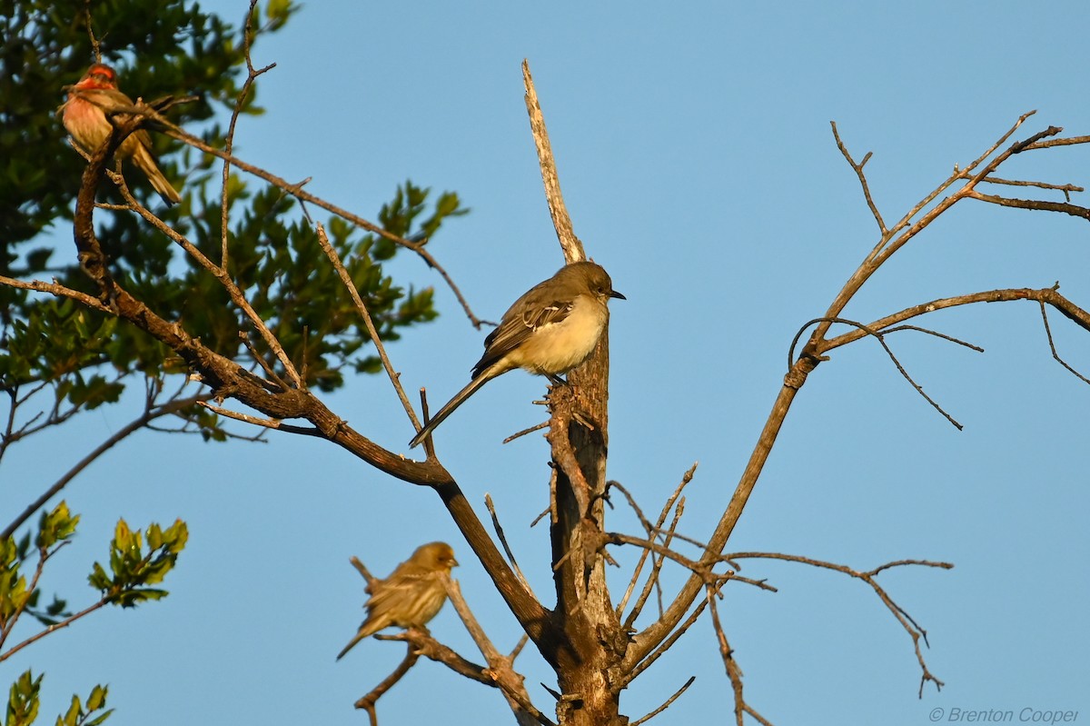 Northern Mockingbird - ML647264432