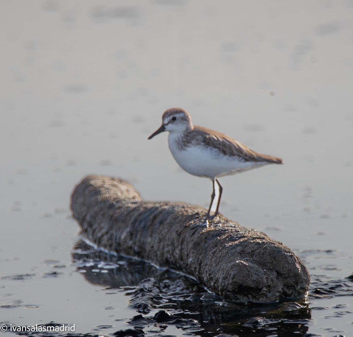 Semipalmated Sandpiper - ML647264435