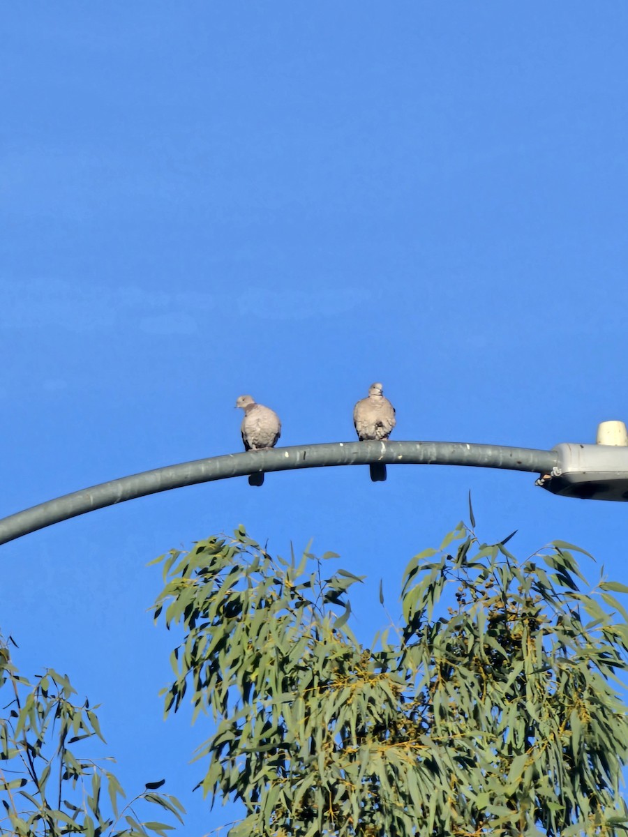 Eurasian Collared-Dove - ML647264437