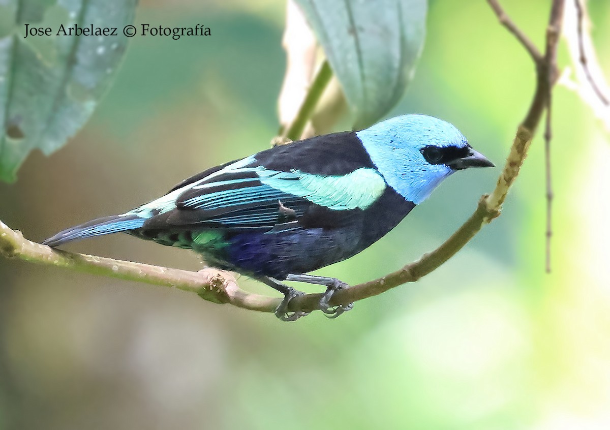 Blue-necked Tanager - ML647264439
