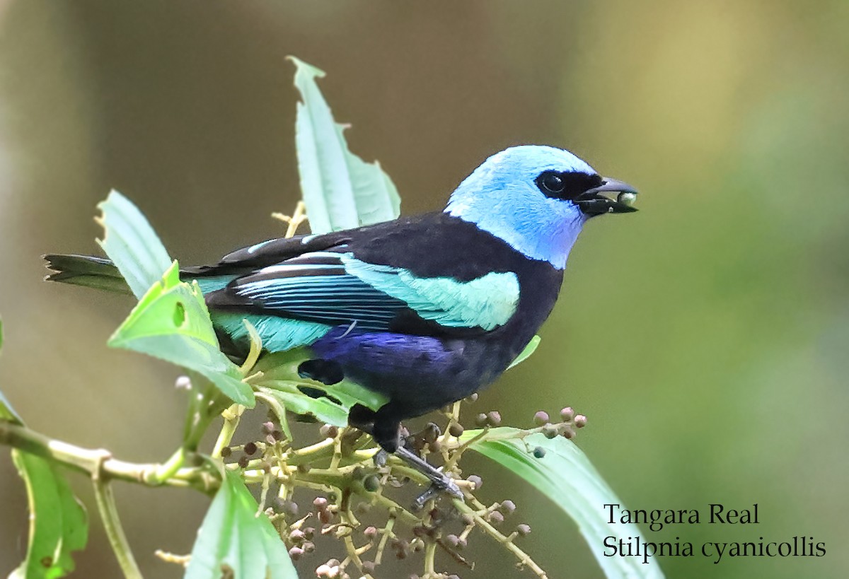 Blue-necked Tanager - ML647264440