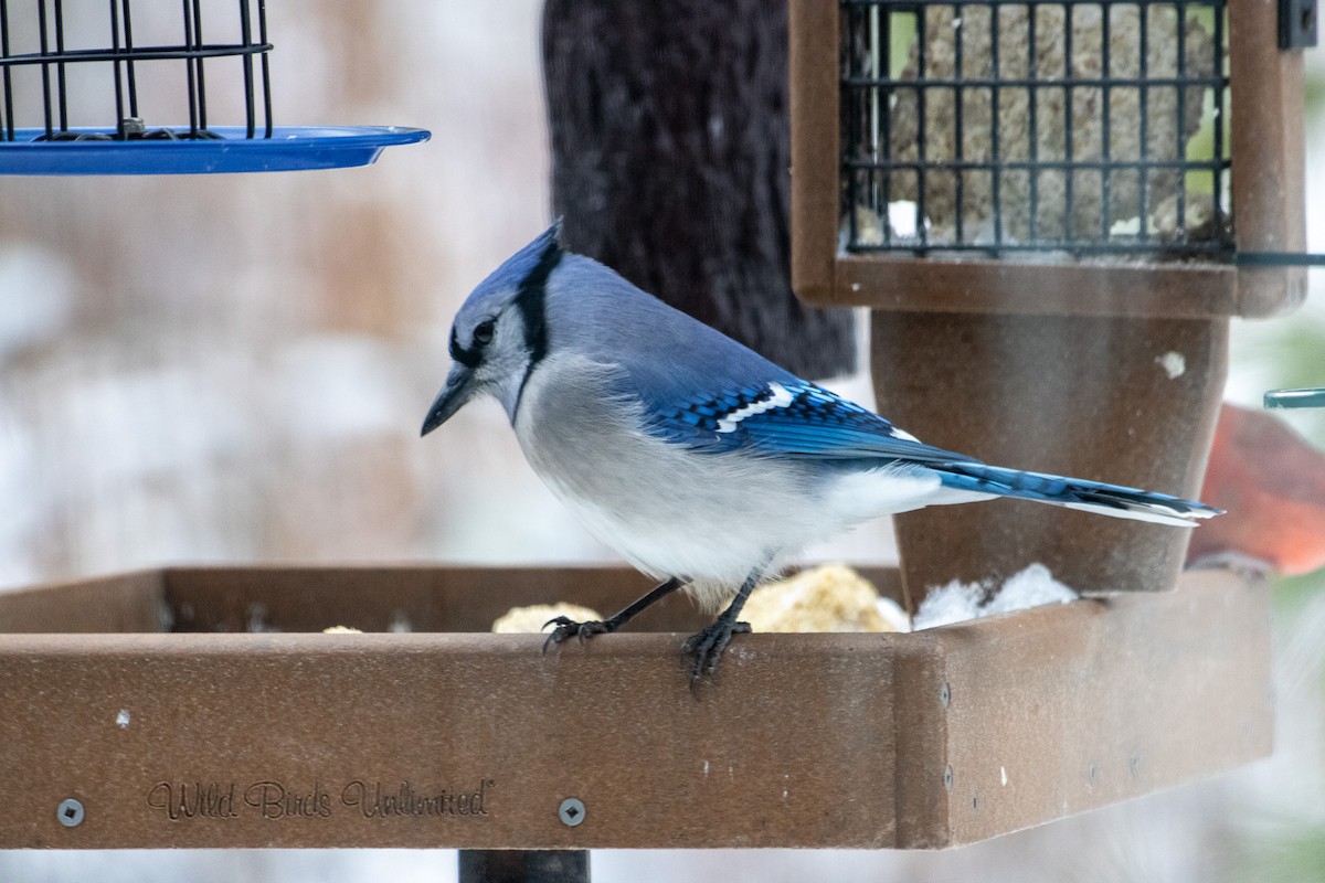 Blue Jay - ML647264441