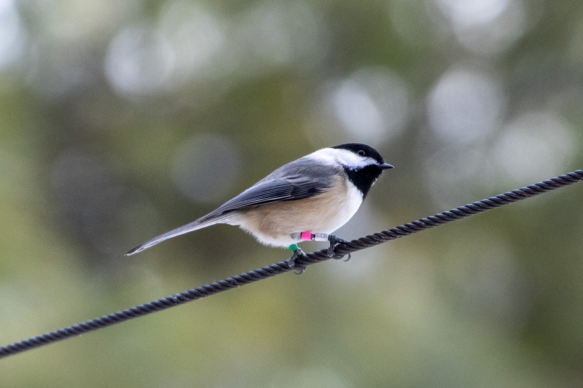Black-capped Chickadee - ML647264445