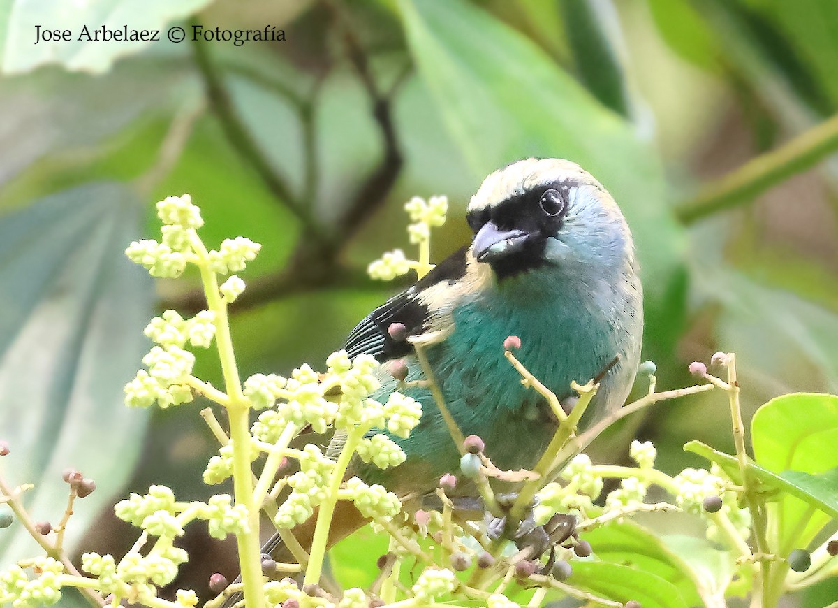 Metallic-green Tanager - ML647264464