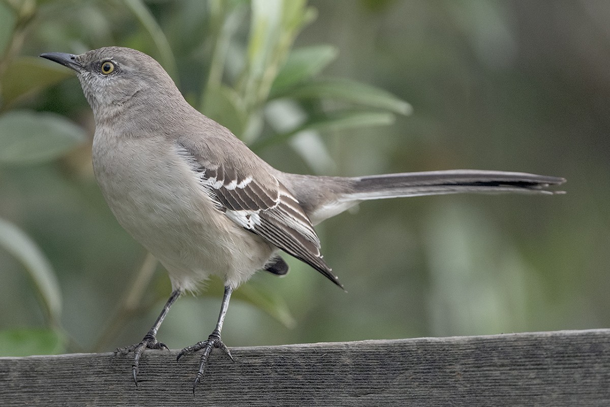 Northern Mockingbird - ML647264467