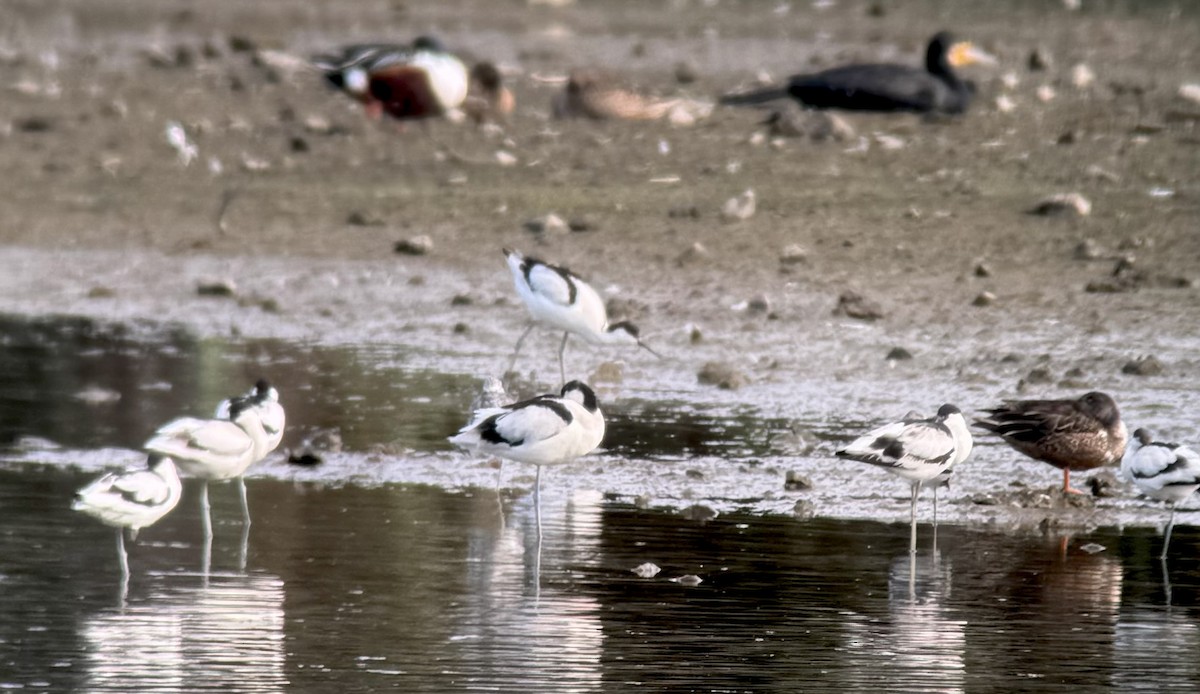 tenkozobec opačný - ML647264479