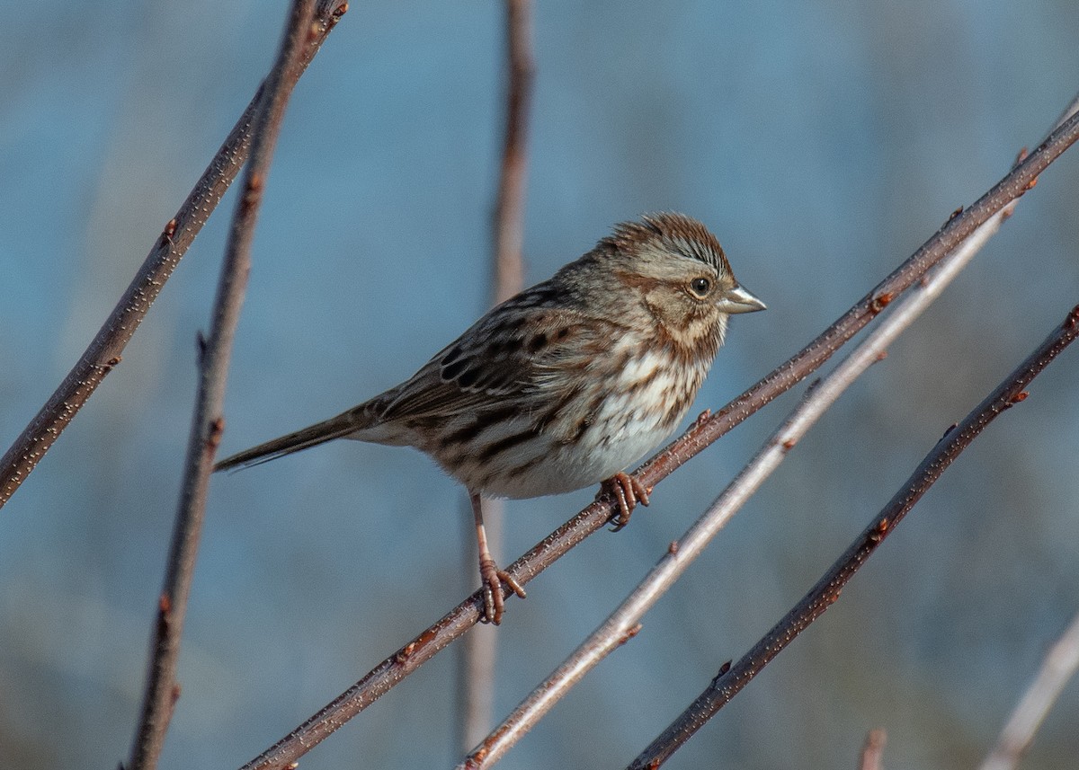 strnadec zpěvný - ML647264482