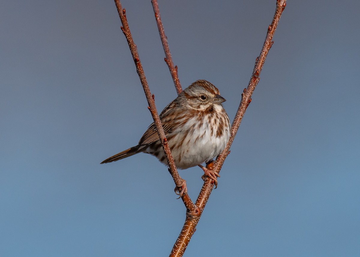 strnadec zpěvný - ML647264483