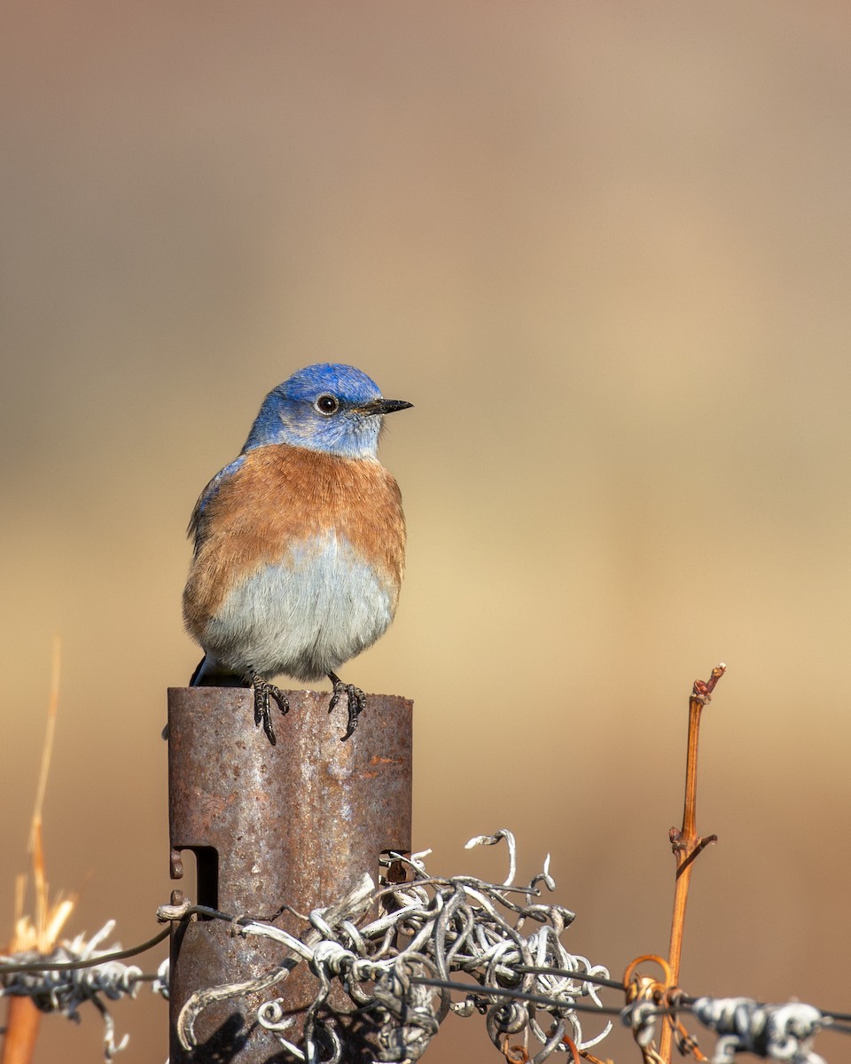 Western Bluebird - ML647264485