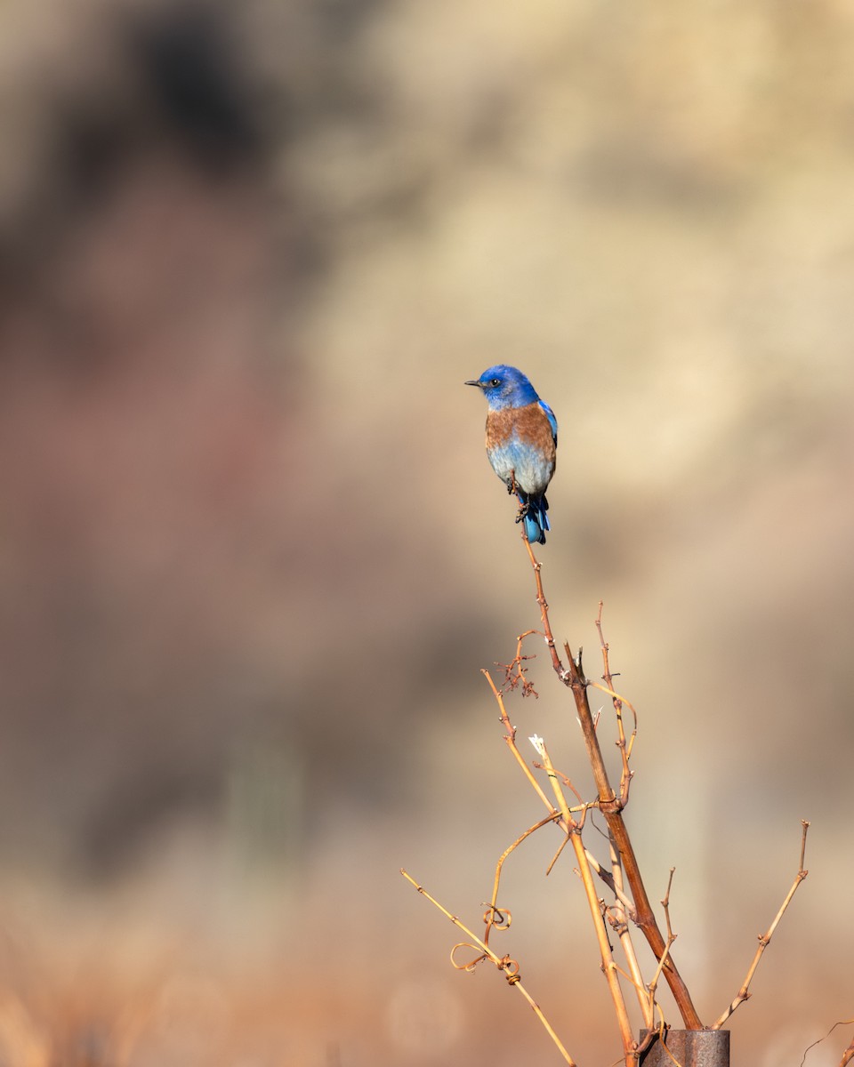 Western Bluebird - ML647264486