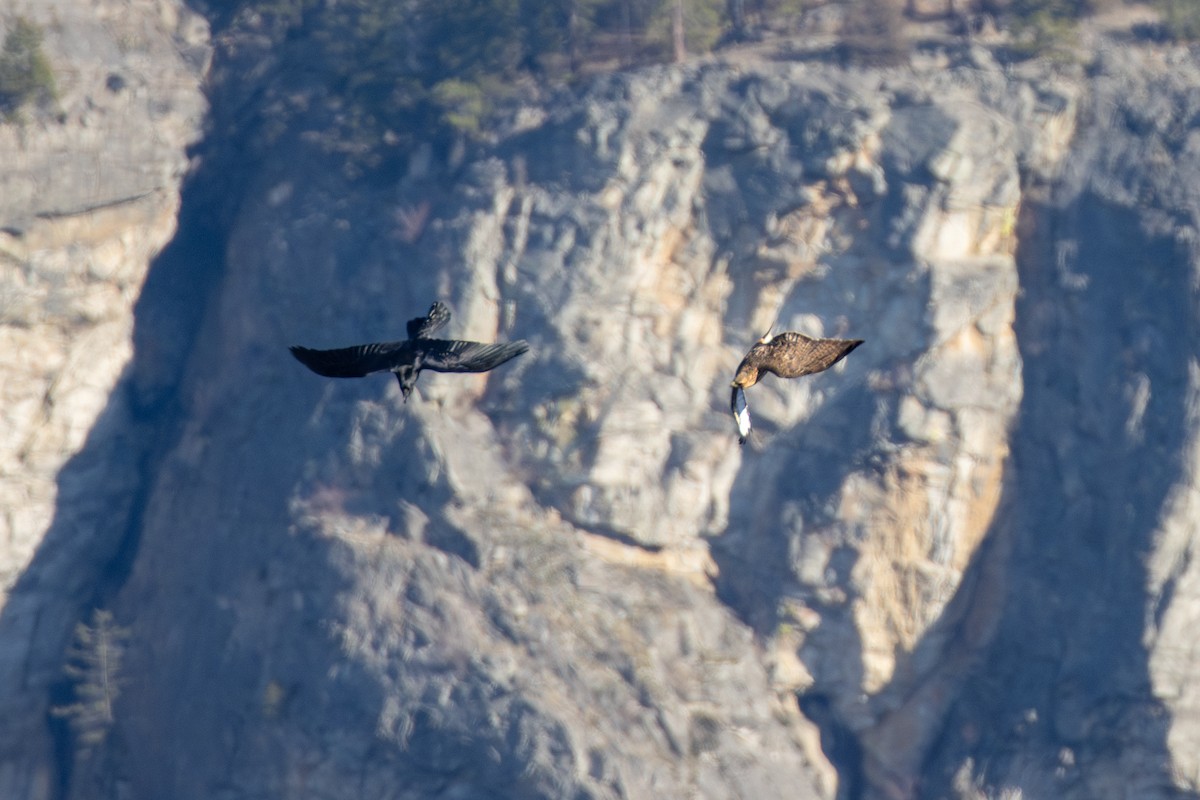 Red-tailed Hawk - ML647264502