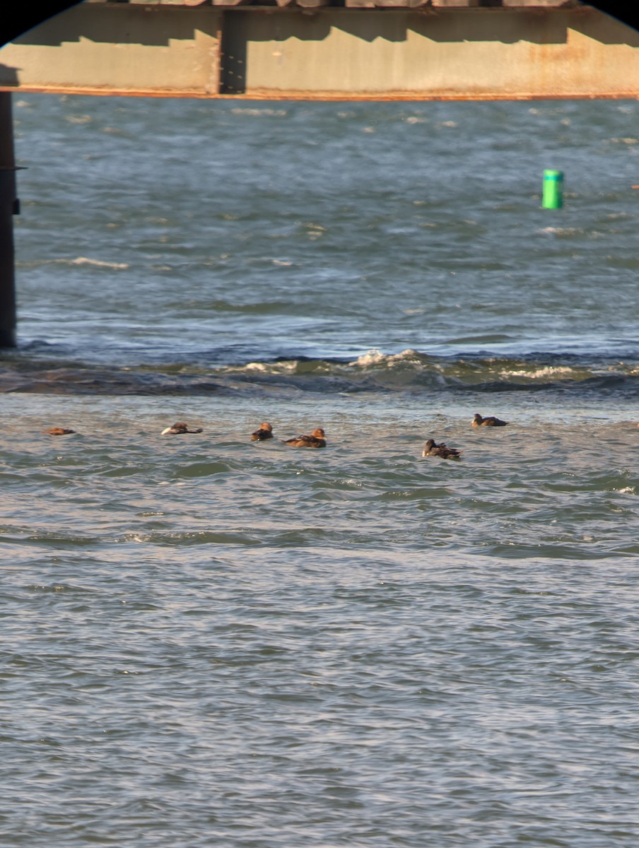 Common Eider - ML647264508