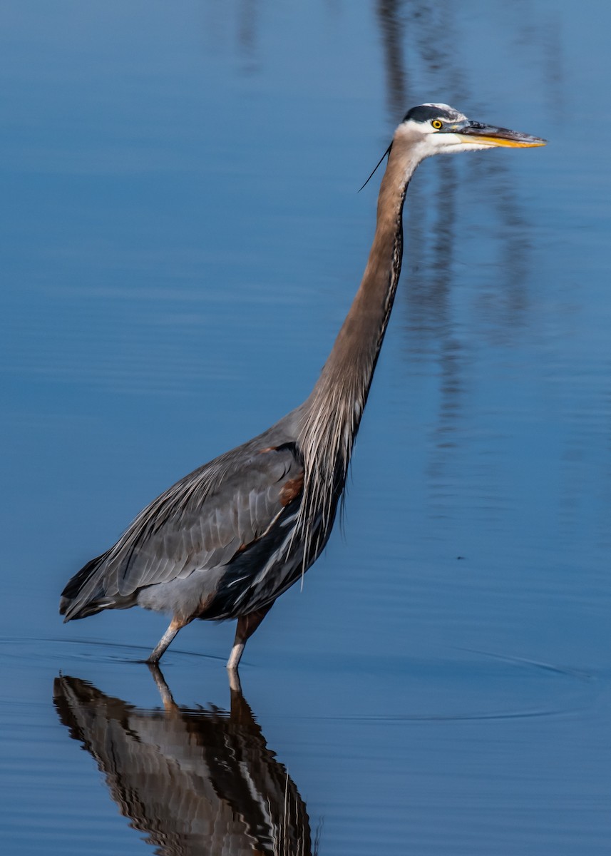 volavka velká - ML647264509