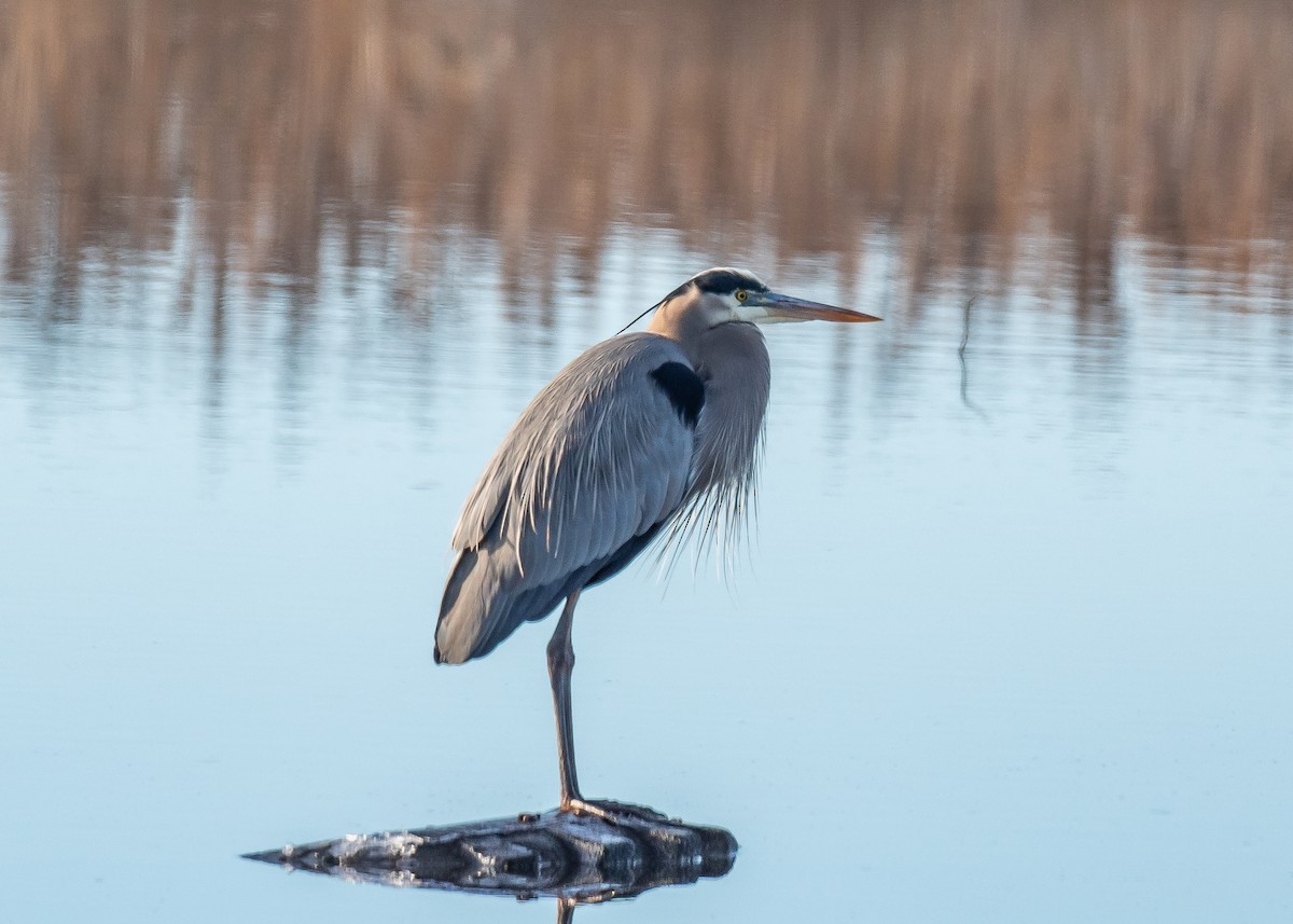 volavka velká - ML647264510