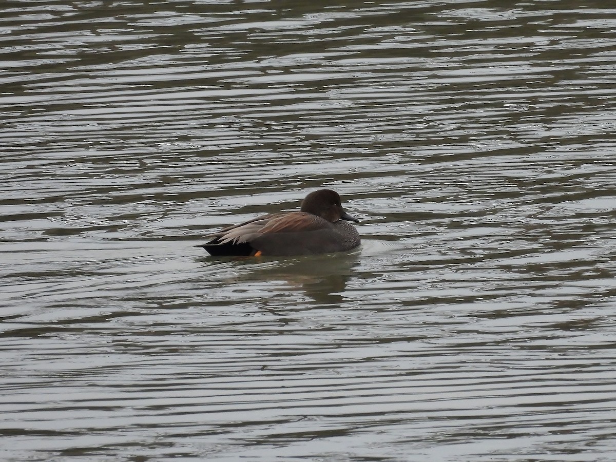 Boz Ördek - ML647264512