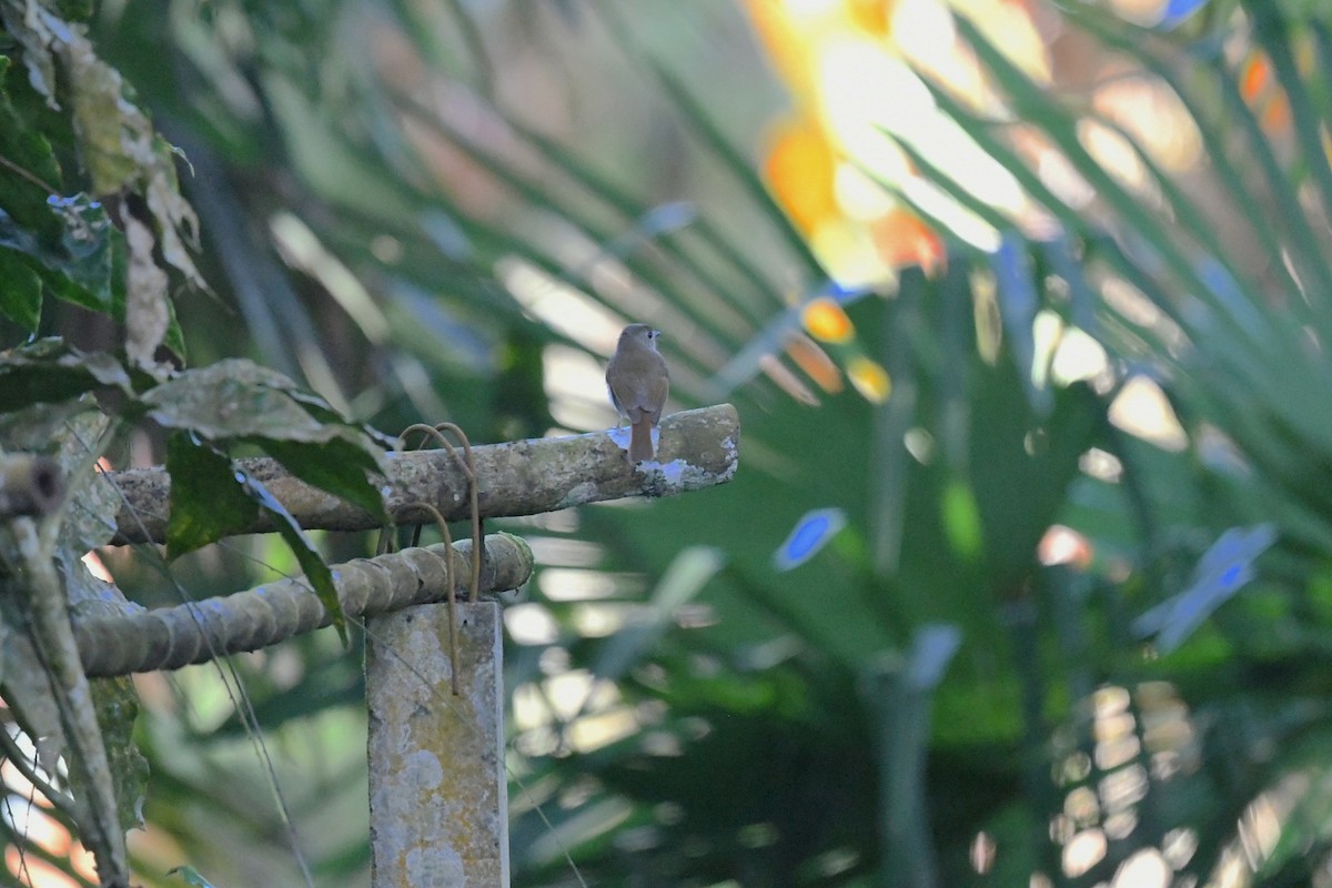 Papamoscas Dorsioliva - ML647264520