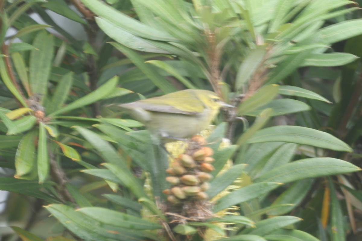 Paruline obscure - ML647264533