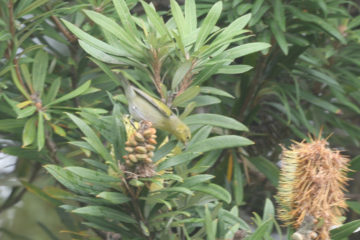 Paruline obscure - ML647264534