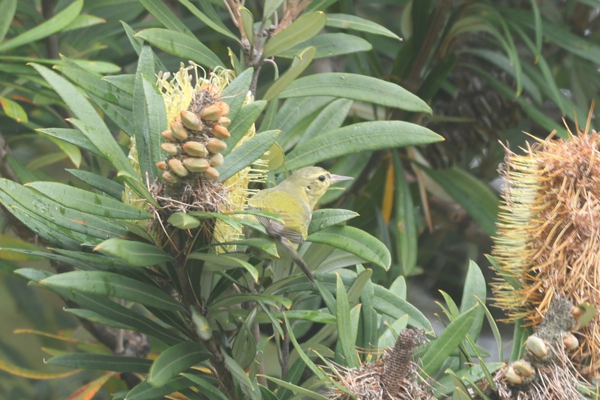 Paruline obscure - ML647264536