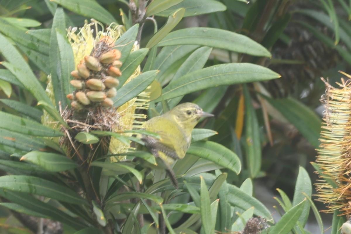 Paruline obscure - ML647264537