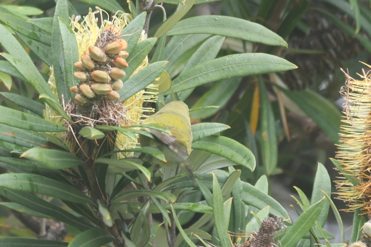 Paruline obscure - ML647264538