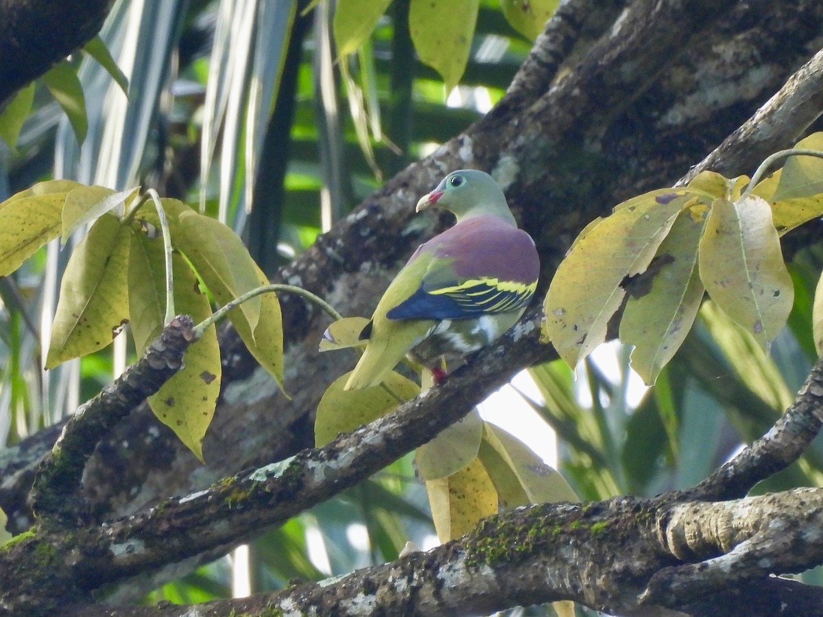Thick-billed Green-Pigeon - ML647264540