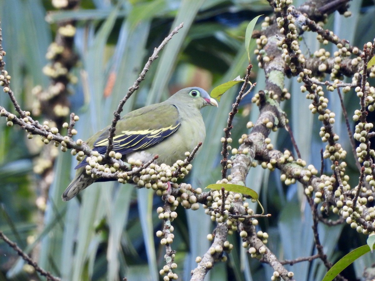 Thick-billed Green-Pigeon - ML647264541
