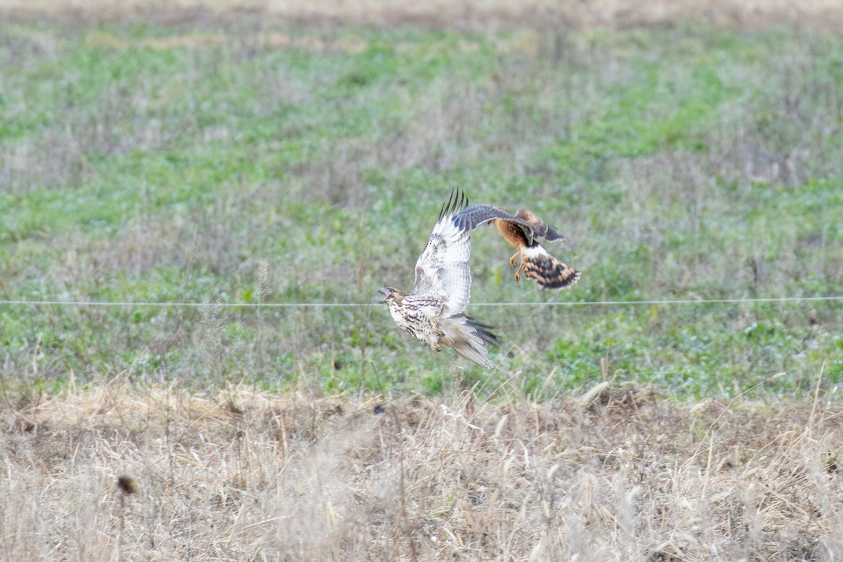 זרון אמריקני - ML647264546