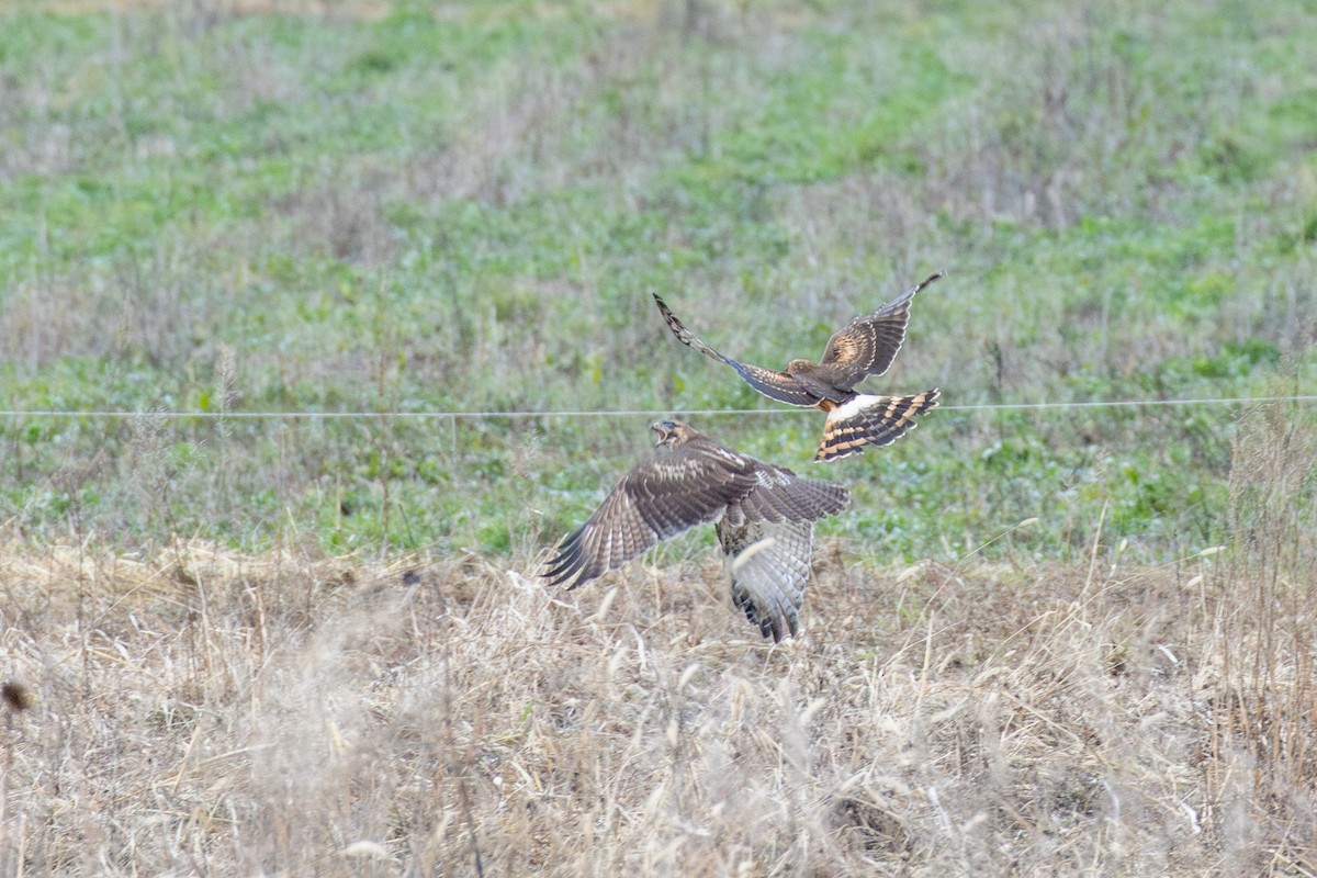 זרון אמריקני - ML647264547