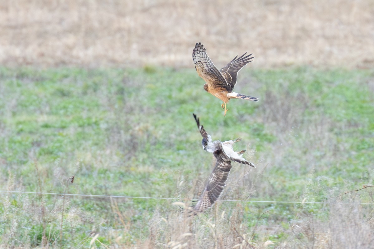 זרון אמריקני - ML647264548