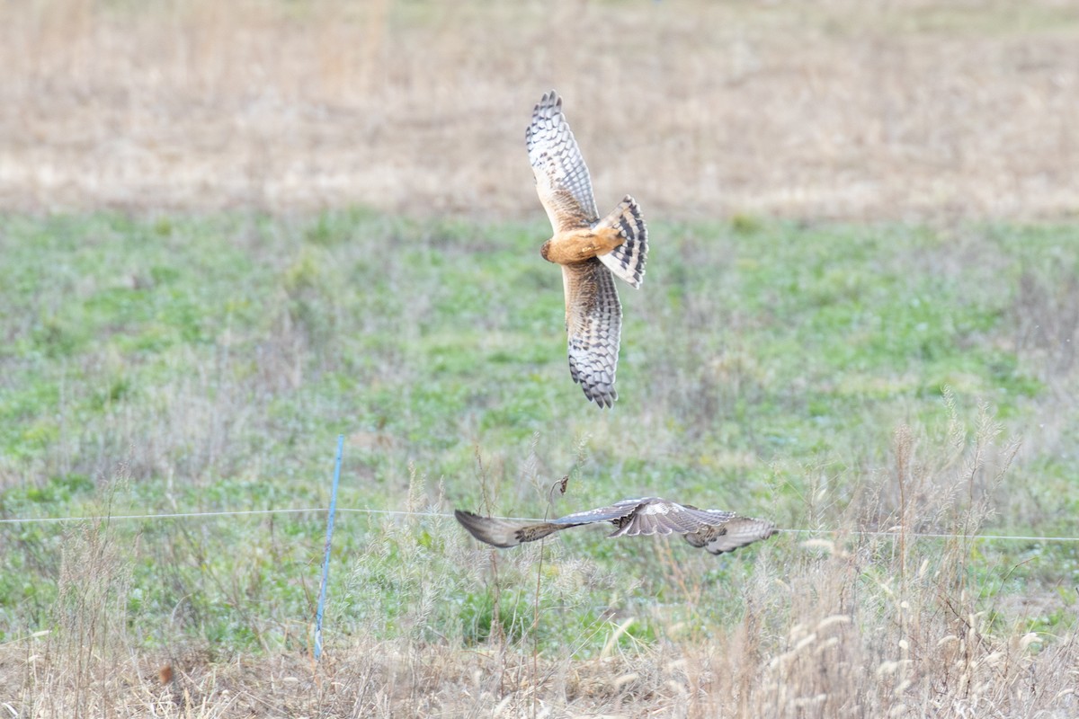 זרון אמריקני - ML647264549