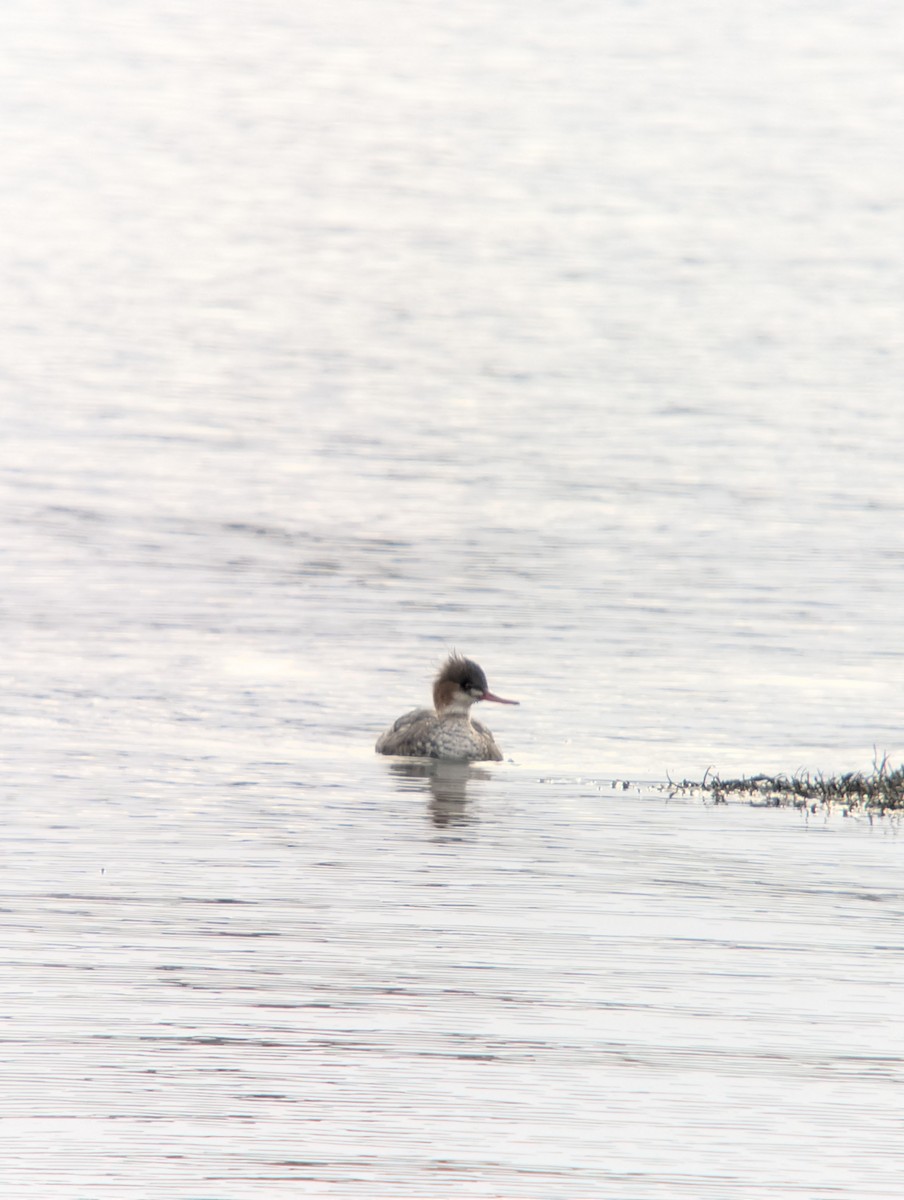 Serreta Mediana - ML647264550