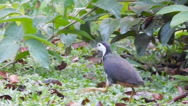 סופית לבנת-חזה - ML647264557