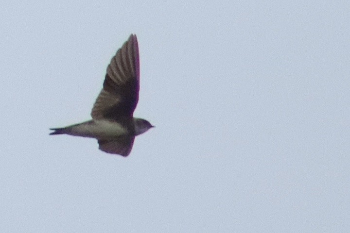 Uhalde-enara arrunta - ML647264565