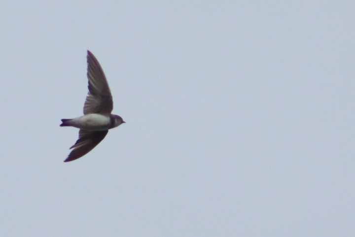 Uhalde-enara arrunta - ML647264566