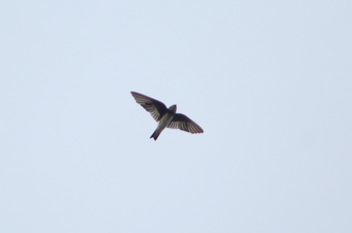 Topino - ML647264574