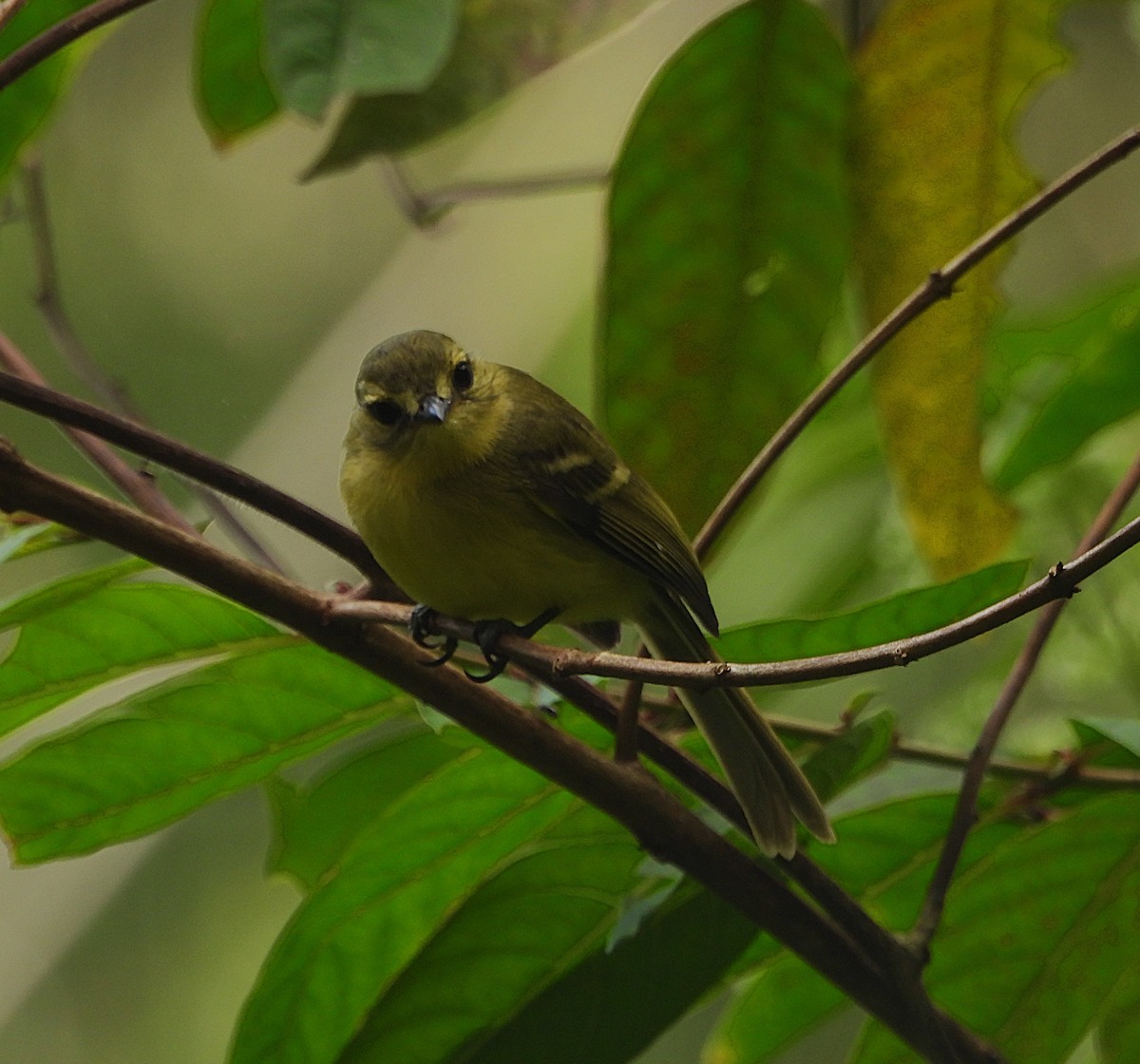 gultyrann - ML647264591