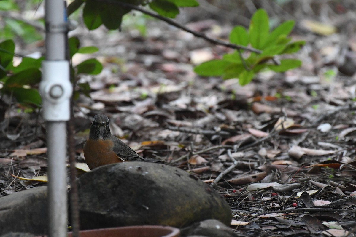 American Robin - ML647264592