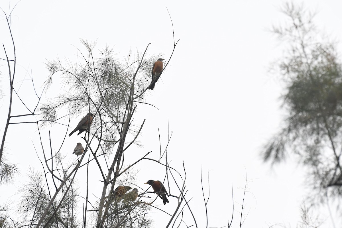 American Robin - ML647264596