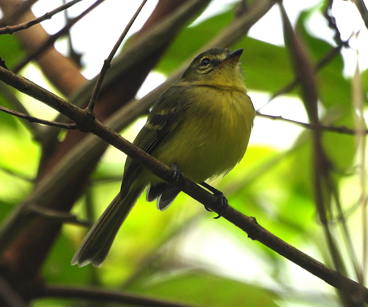 gultyrann - ML647264601