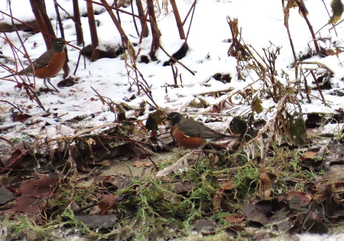 American Robin - ML647264608