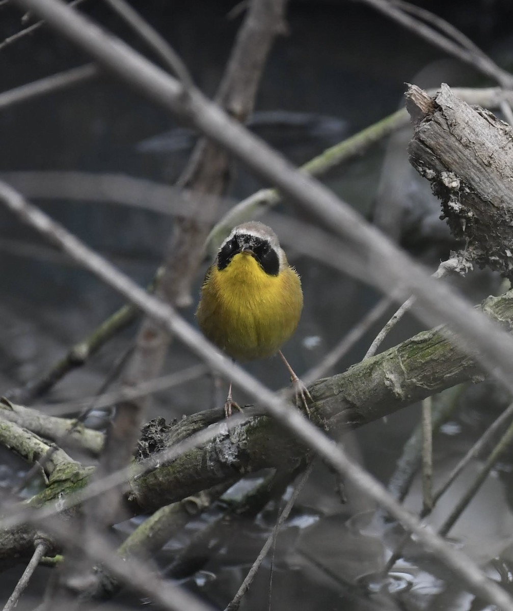 Common Yellowthroat - ML647264610