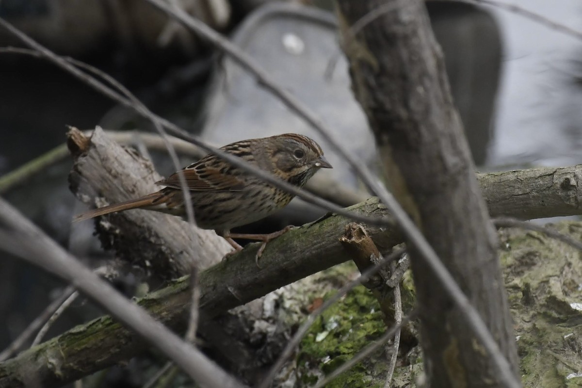 Lincoln's Sparrow - ML647264613