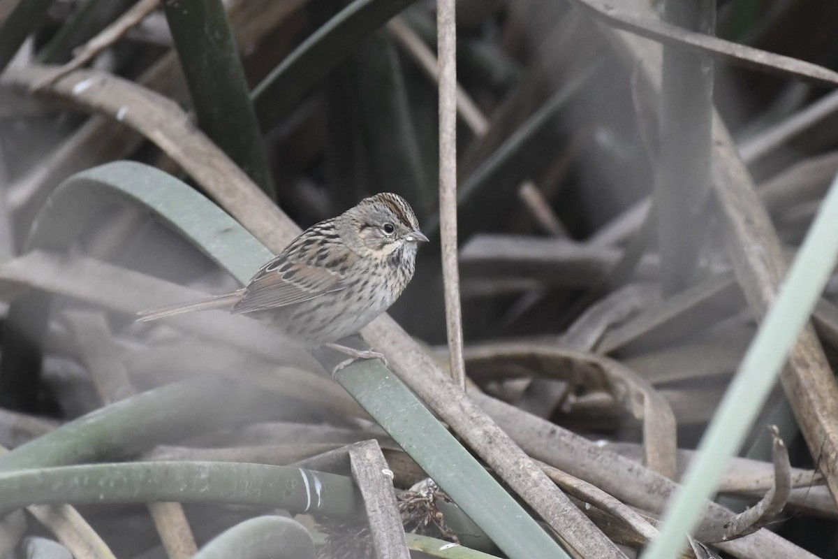 Lincoln's Sparrow - ML647264614
