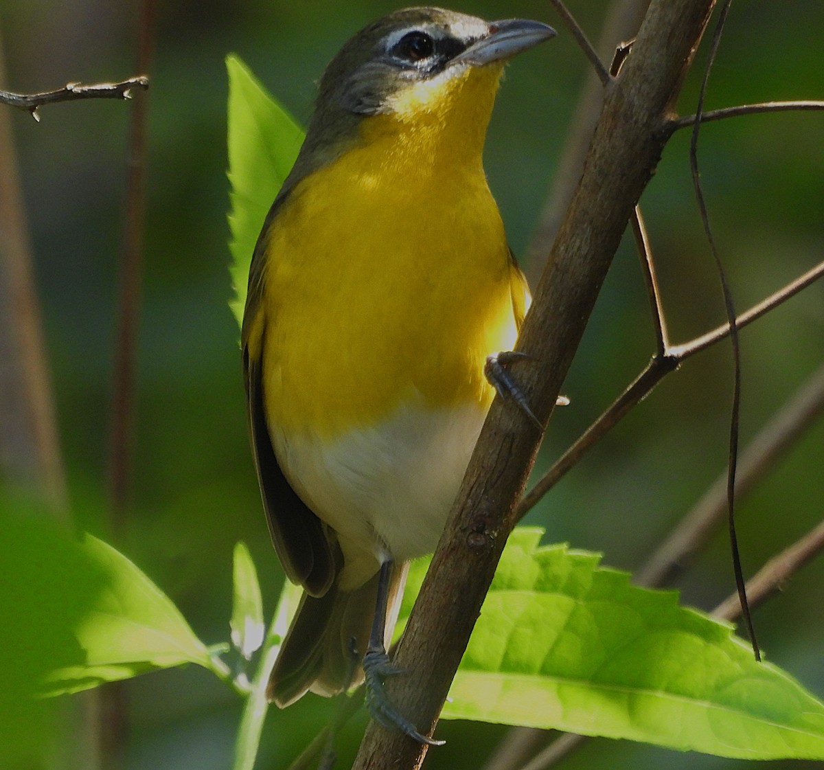 gulbrystparula - ML647264628